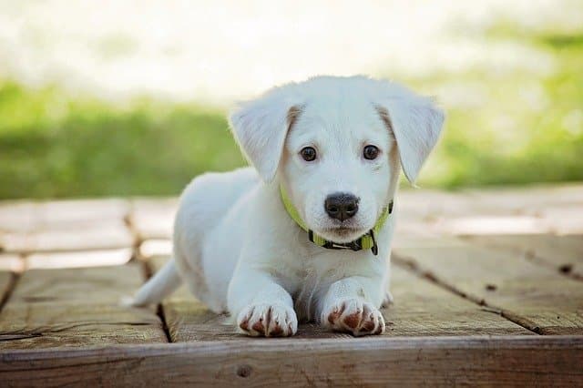 Ração hipoalergênica para cachorro com coceira