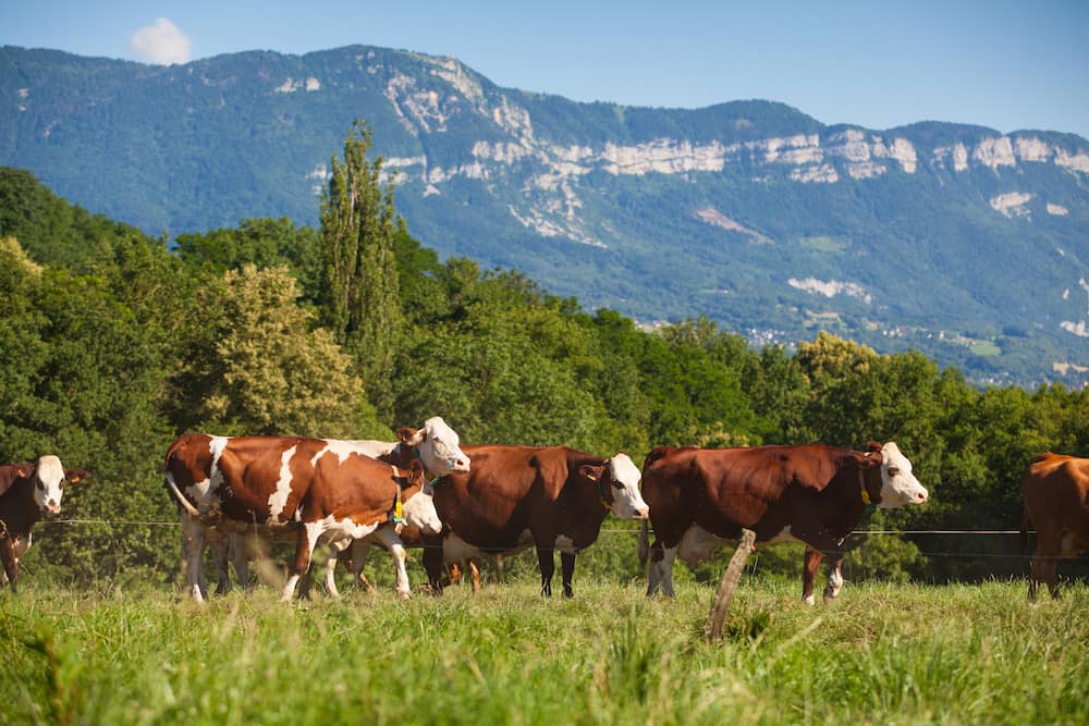 rebanho de vacas